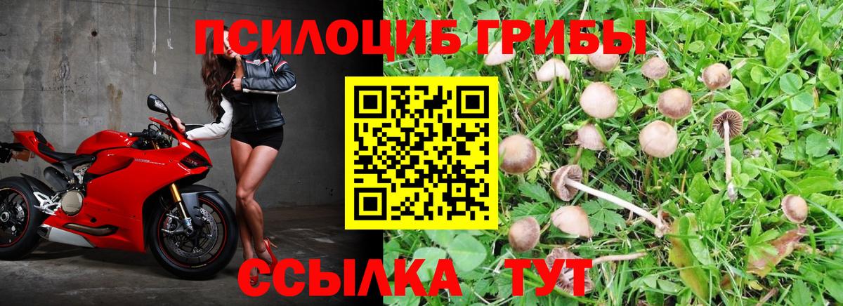 Псилоцибиновые грибы Psilocybine cubensis Новомосковск